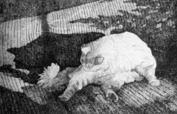drawing of cat