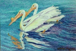 drawing of pelicans
