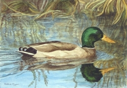 painting of duck